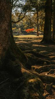紅葉 紅葉,秋,林の写真素材