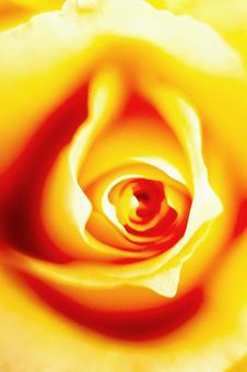 Rose flower close-up 5, JPG