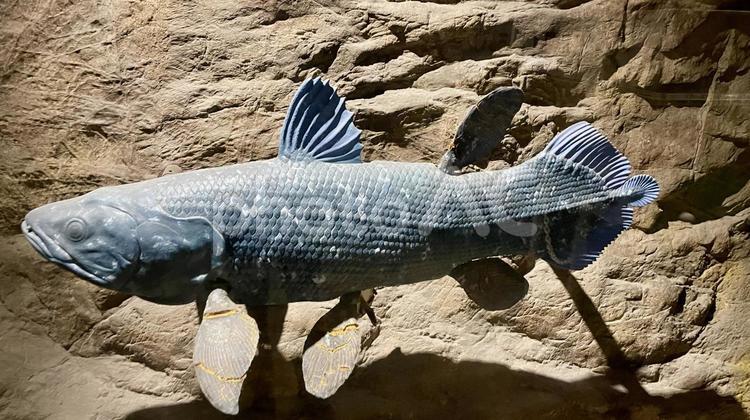 シーラカンスの模型 水族館,アクアス,かっこいいの写真素材