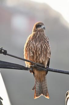 Black Kite, JPG
