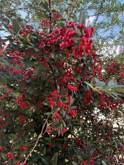 赤い実をつける木 赤い実,植物,木の写真素材