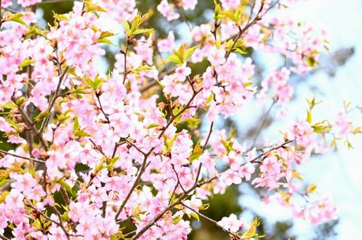 Kawazu cherry blossoms in full bloom, JPG