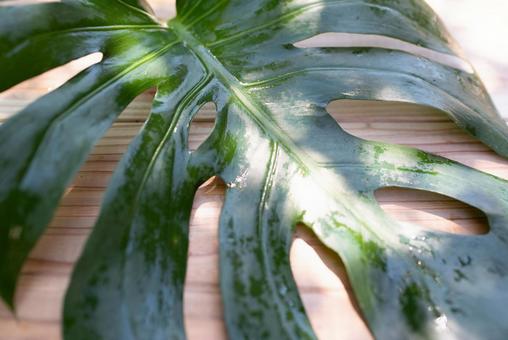 Photo, monstera, leaf, foliage plant, 