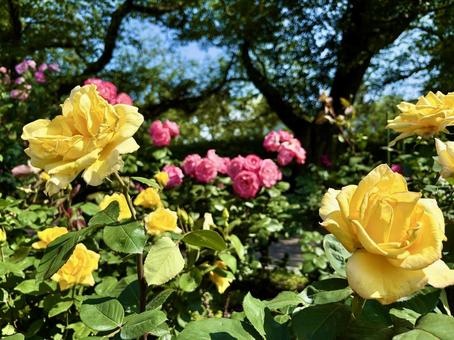 黄色とピンクの薔薇2025 黄色とピンクの薔薇2025の写真