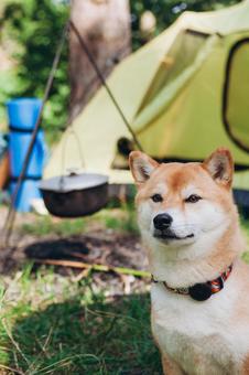 テントの前でこちらを見る犬の写真