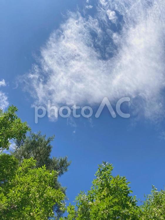 木と雲のフレーム 青空,雲,晴天の写真素材