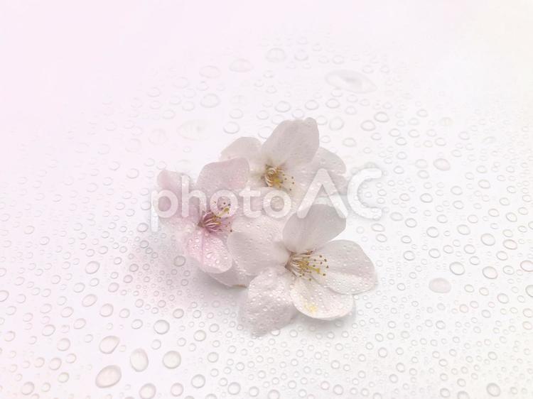 桜　ソメイヨシノ 桜,ソメイヨシノ,染井吉野の写真素材