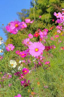 コスモス　花　青空 花,コスモス,秋桜の写真素材