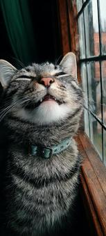 こちらを見る猫の写真