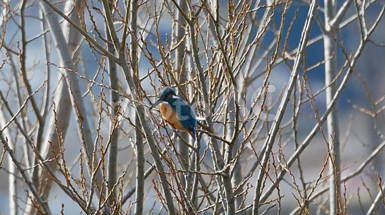 堤防の木から獲物を狙うカワセミ カワセミ,かわせみ,野鳥の写真素材