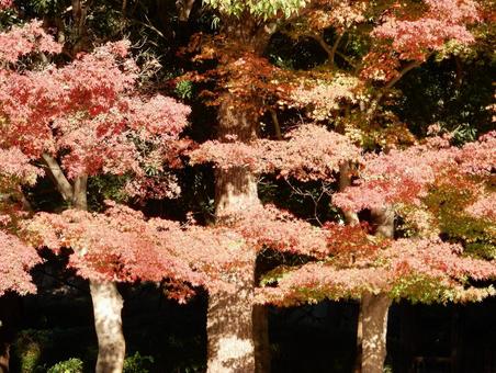 【紅葉写真】美しい紅葉 紅葉,自然,風景の写真素材