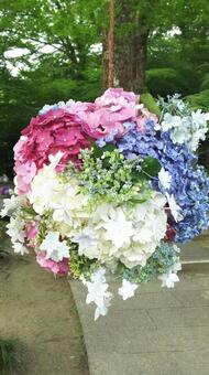 花飾り 花手水,参道,あじさいの写真素材