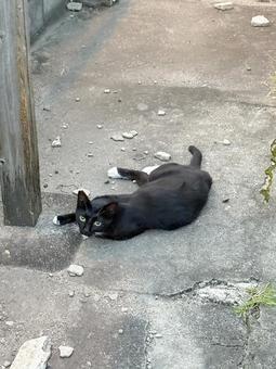 寝転がる野良猫 寝転がる野良猫の写真