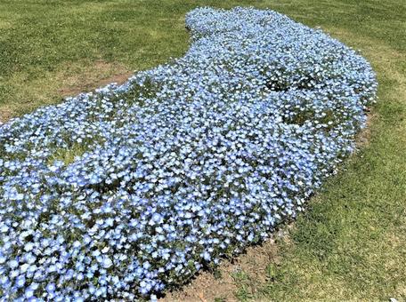 花 花の写真