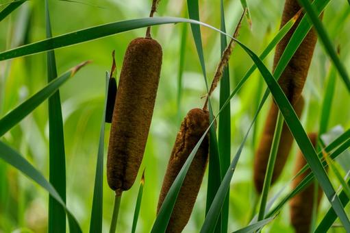 Cattail ears⑴, JPG