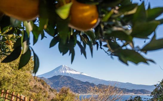 みかん畑から見える富士山 みかん畑から見える富士山 薩埵峠,みかん,畑の写真素材