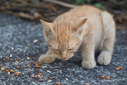 真鍋島の子猫 真鍋島の子猫 眼,岡山県,真鍋島の写真素材