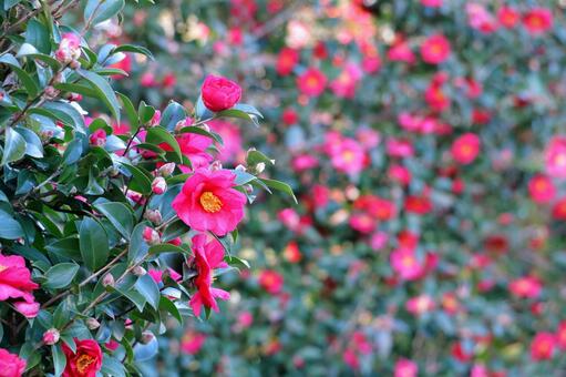 サザンカ　赤い花 サザンカ,花,冬の写真素材