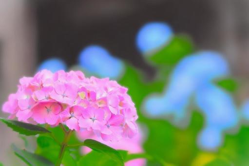 美しいピンクの紫陽花の花 美しいピンクの紫陽花の花 植物,花,あじさいの写真素材