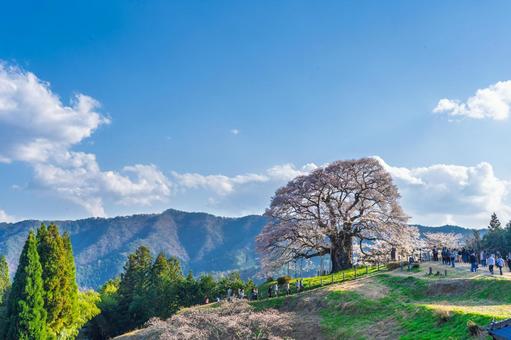 Photo, cherry blossoms, mountain top, sunny, 