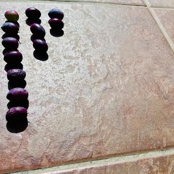 完熟のオリーブ、コピースペース 完熟のオリーブ、コピースペース オリーブ,黒,ブラックの写真素材