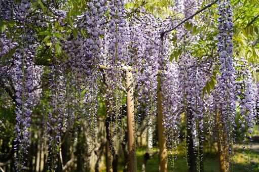 Pale purple wisteria flowers blooming on a wisteria trellis, JPG Pale purple wisteria flowers blooming on a wisteria trellis, JPG
