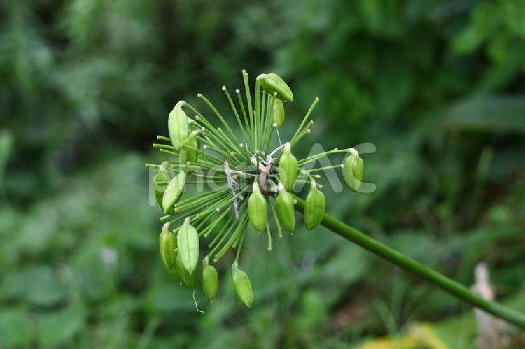 放射状に咲く アガパンサス,紫君子蘭,ムラサキクンシランの写真素材