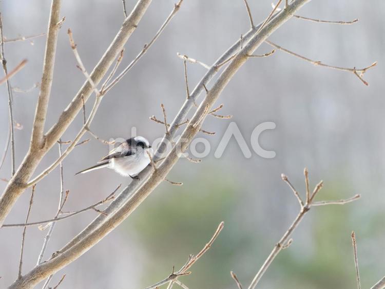 枝に掴まる高画質なエナガの写真 鳥,野鳥,バードウォッチングの写真素材