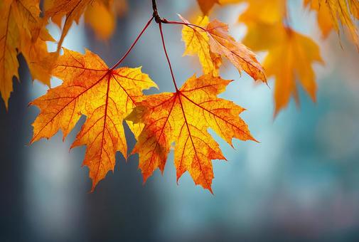 背景がぼけた美しい秋の葉の写真