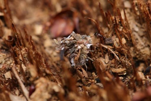 枯葉で身を隠すクサカゲロウの幼虫 枯葉で身を隠すクサカゲロウの幼虫 クサカゲロウの幼虫,クサカゲロウ,幼虫の写真素材