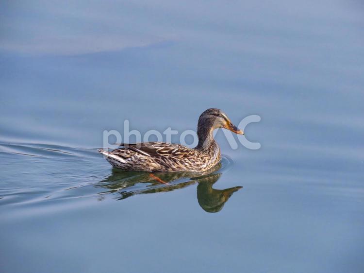 川で泳ぐマガモのメス マガモ,真鴨,まがもの写真素材