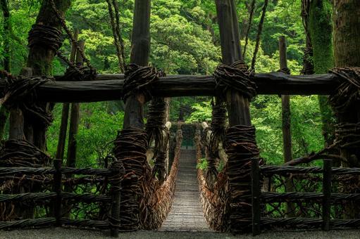 徳島県三好市 雨に濡れる祖谷のかずら橋 徳島県三好市 雨に濡れる祖谷のかずら橋の写真