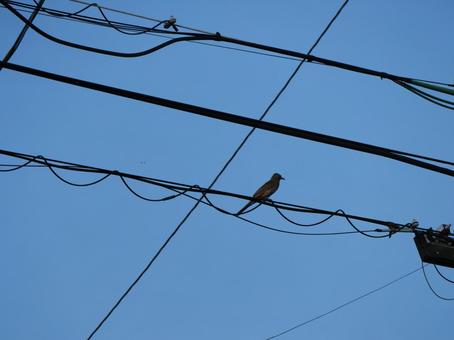 Photo, bird, wire, wild bird, 