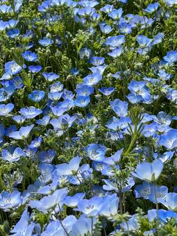 Nemophila 1, JPG