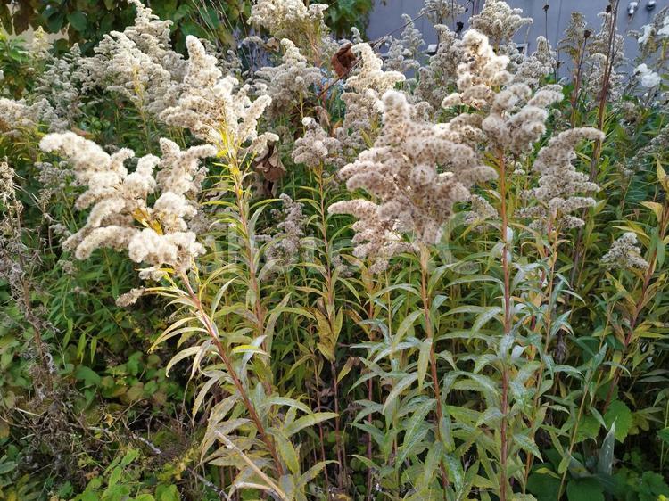 セイタカアワダチソウ 植物,沢山,セイタカアワダチソウの写真素材