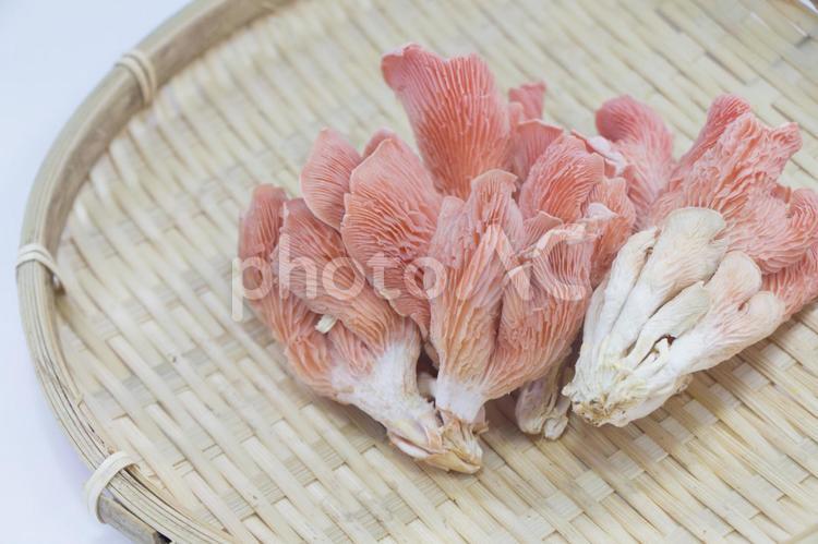   トキイロヒラタケ トキイロヒラタケ,平茸,キノコの写真素材