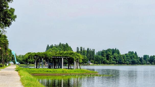 夏の水元公園・池の畔の散歩道（葛飾区） 夏,水元公園,池の写真素材