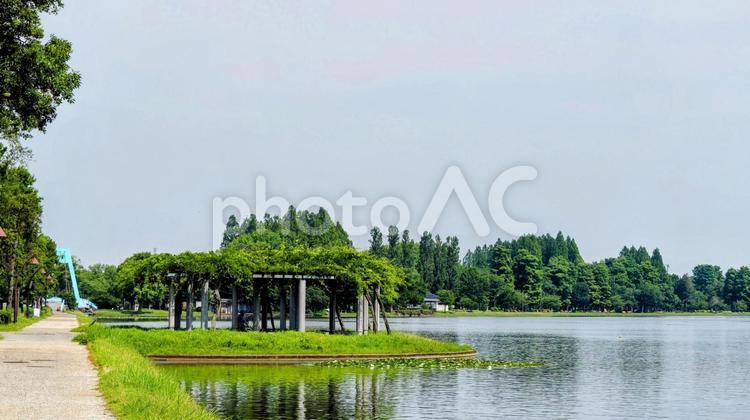 夏の水元公園・池の畔の散歩道（葛飾区） 夏,水元公園,池の写真素材