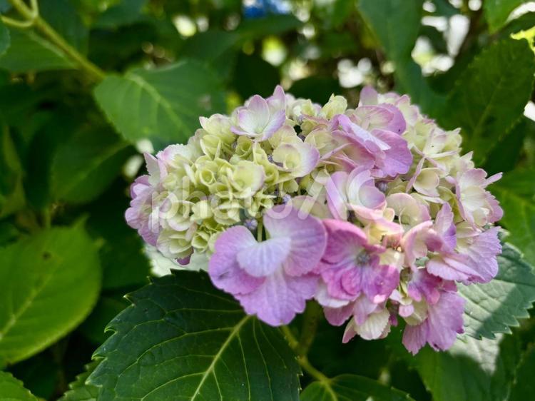 ピンクのアジサイ あじさい,アジサイ,自然の写真素材