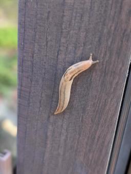 ナメクジ ナメクジ,害虫,自然の写真素材