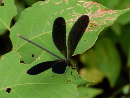 【昆虫写真】ハグロトンボ(羽黒蜻蛉) 【昆虫写真】ハグロトンボ(羽黒蜻蛉)の写真