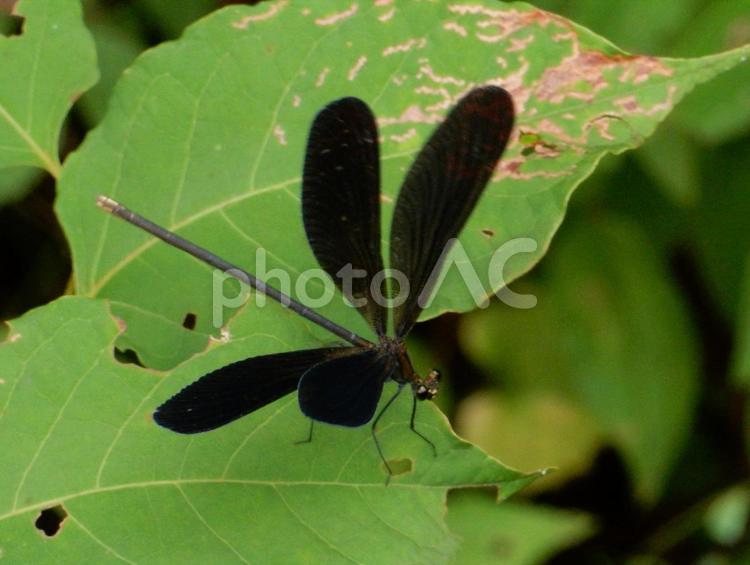 【昆虫写真】ハグロトンボ（羽黒蜻蛉） ハグロトンボ,羽黒蜻蛉,生き物の写真素材