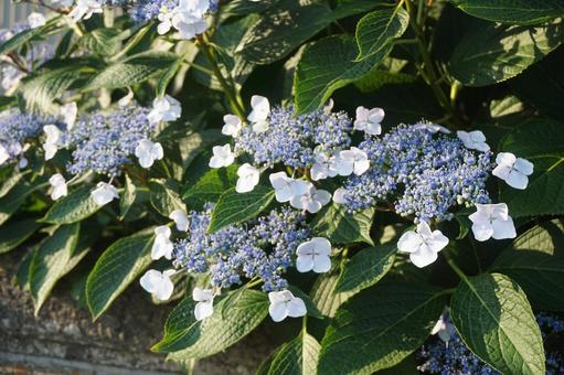 あじさい あじさい,アジサイ,紫陽花の写真素材