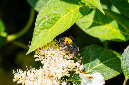 Photo, early summer, bear, honeybee family, 