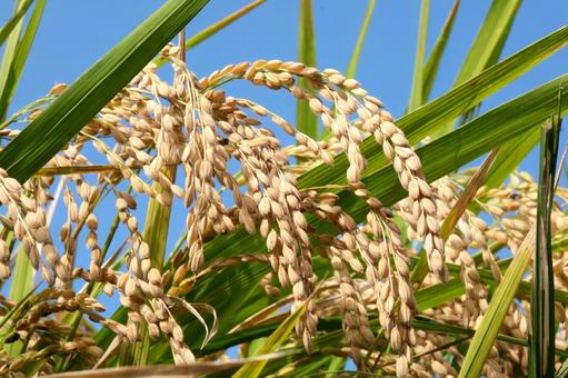 収穫前の稲 稲,稲穂,アップの写真素材