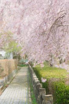 桜のある風景の写真