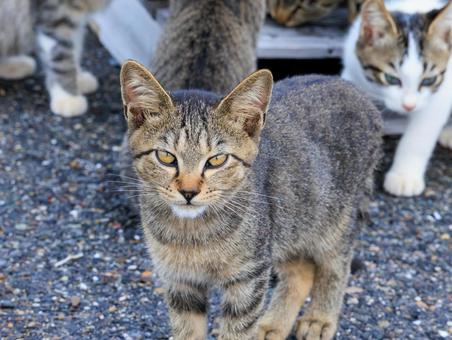 港で生きる勇敢そうな野良猫です。 港で生きる勇敢そうな野良猫です。の写真