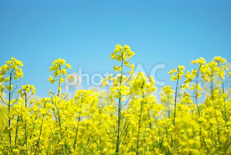 満開の菜の花畑 菜の花,青,白の写真素材