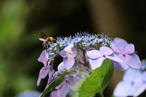 蜜を集める蜂 蜜を集める蜂 アジサイ,紫陽花,あじさいの写真素材
