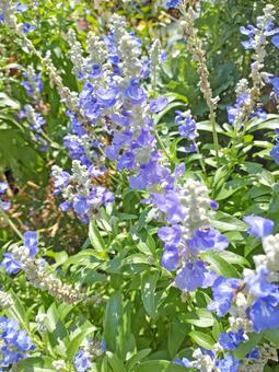 ブルーサルビア／ストラータ サルビア,ブルー,ストラータの写真素材